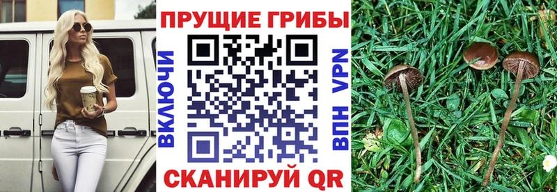 Псилоцибиновые грибы ЛСД Сертолово
